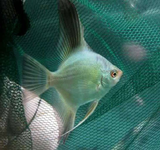 Angelfish - Bulgarian Green - Medium